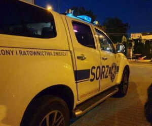 Wyrzuciła kota do kontenera na śmieci 