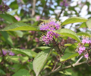 Pięknotka Bodiniera 