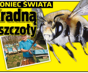 KONIEC ŚWIATA: Kradną pszczoły