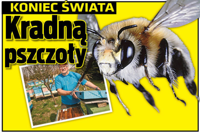 KONIEC ŚWIATA: Kradną pszczoły