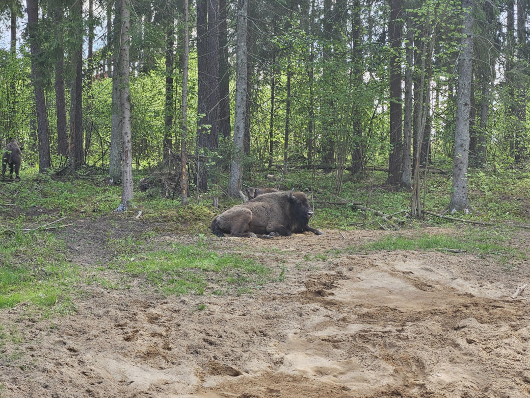 Kopna Góra