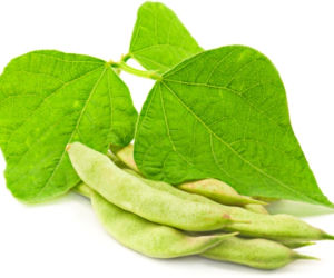 fasola zwyczajna