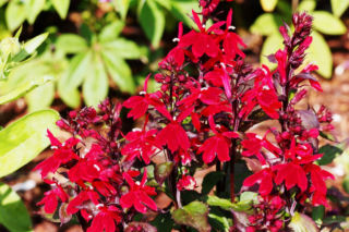 Najciekawsze gatunki lobelii – od klasyki po egzotyczne perełki