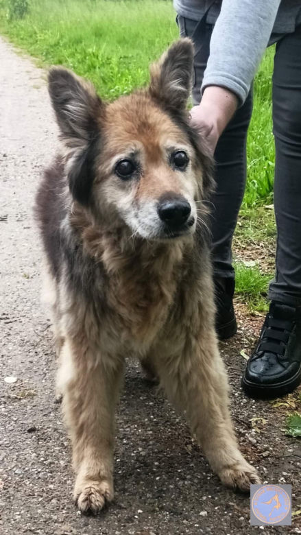 Interwencje Animal Patrolu Straży Miejskiej w Łodzi
