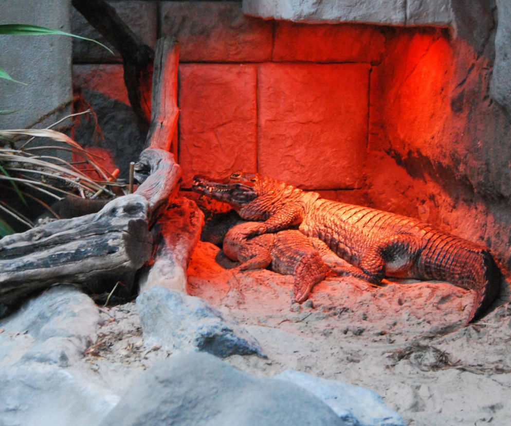 Krokodyle w poznańskim ZOO