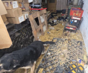 Skrajne zaniedbanie w gminie Zambrów. Odebrano 11 psów