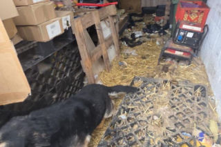 Skrajne zaniedbanie w gminie Zambrów. Odebrano 11 psów