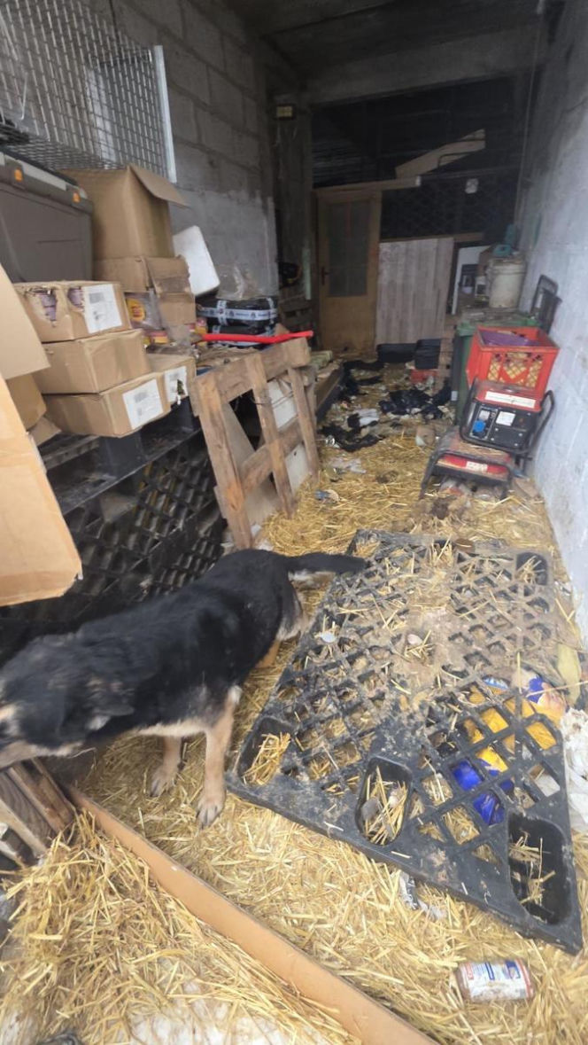 Skrajne zaniedbanie w gminie Zambrów. Odebrano 11 psów