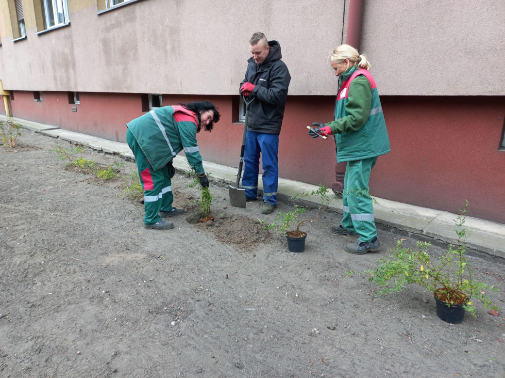 Kilkaset roślin i pergola. Zmienia się ulica Dąbrowskiego w Lesznie