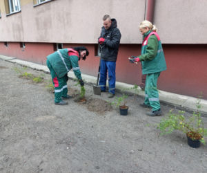 Kilkaset roślin i pergola. Zmienia się ulica Dąbrowskiego w Lesznie