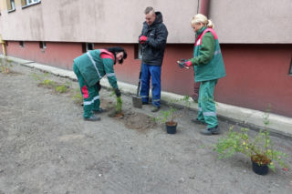 Kilkaset roślin i pergola. Zmienia się ulica Dąbrowskiego w Lesznie