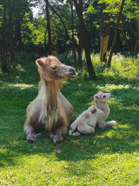 Wielbłąd Maniek zachwyci odwiedzających w warszawskim ZOO