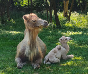 Wielbłąd Maniek zachwyci odwiedzających w warszawskim ZOO