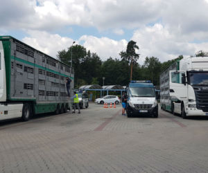 Niehumanitarny transport zwierząt