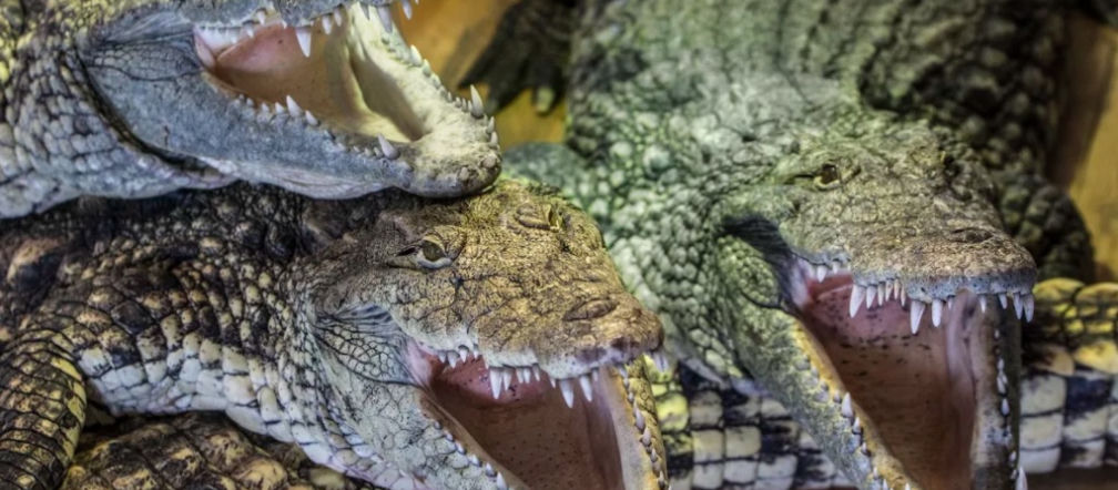 Niezapomniane przeżycia i wiele atrakcji na Dzień Dziecka w ZOO SAFARI BORYSEW