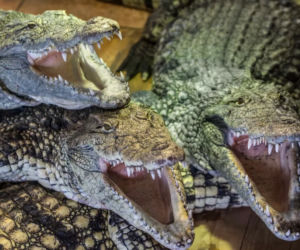 Niezapomniane przeżycia i wiele atrakcji na Dzień Dziecka w ZOO SAFARI BORYSEW