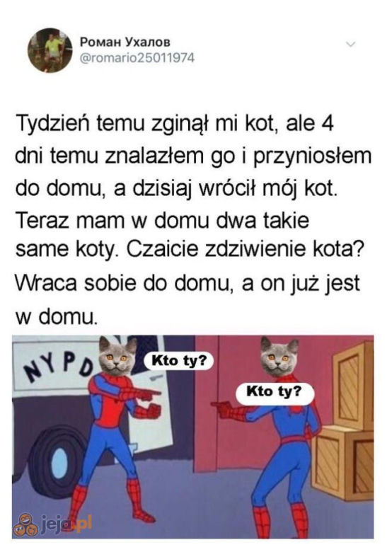 Dzień Kota 2020
