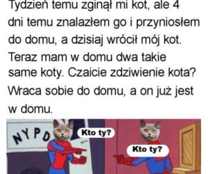 Dzień Kota 2020