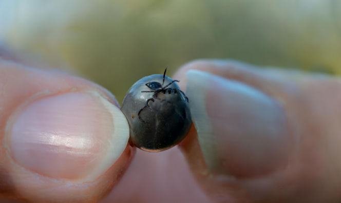 Piecki (woj. warmińsko-mazurskie)
