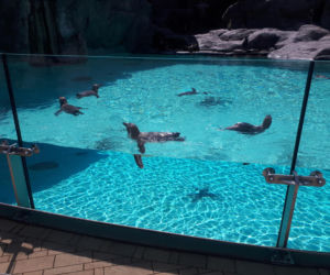 Krakowskie ZOO wznowiło działanie i zaprasza do odwiedzin