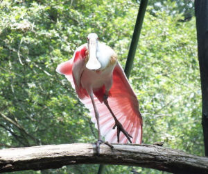 Tierpark Cottbus