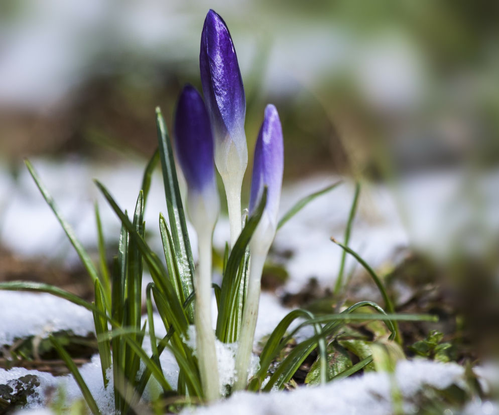 Nadchodzi wiosna? We wtorek będzie nawet 10°C. To już koniec zimy w Bydgoszczy? [23.02.2021]
