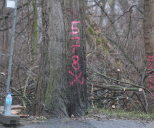 Wycinka drzew wzdłuż Wybrzeża Helskiego