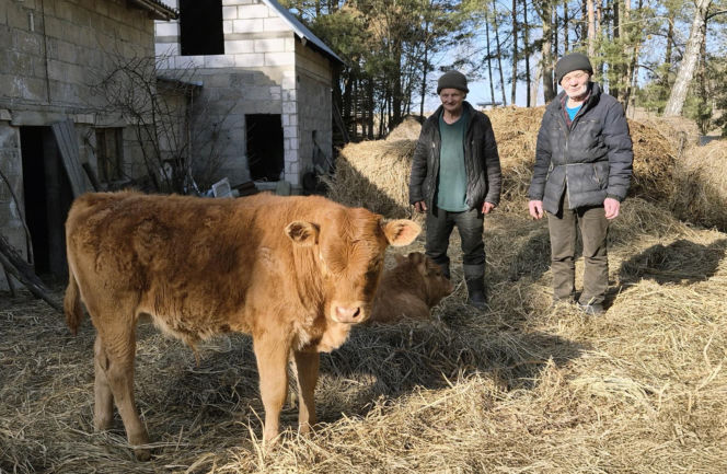 Rolnik z Podlasia bronił swojego bydła. "Gdyby nie brat, to by mnie tam zatłukli"