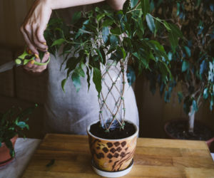 Fikus benjamina (Ficus benjamina)