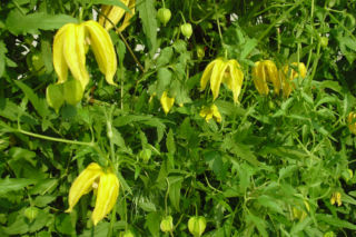 Powojnik  'Lambton Park'  - Clematis  'Lambton Park' 