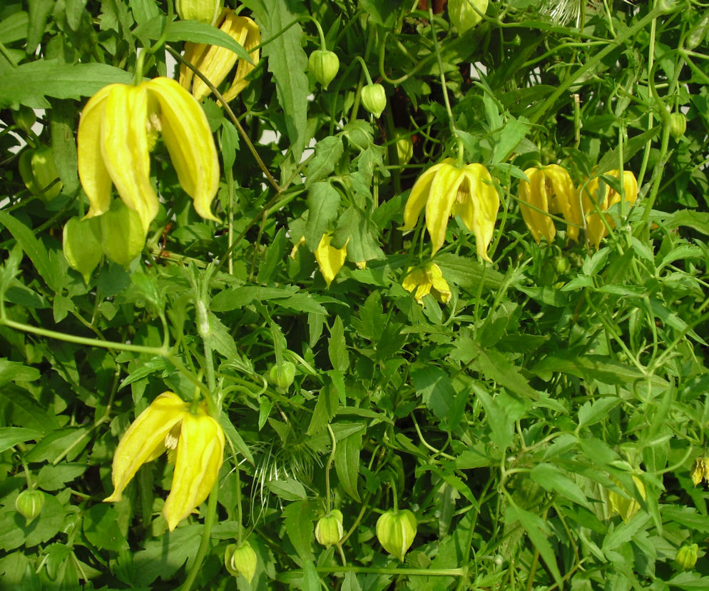 Powojnik 'Lambdon Park'