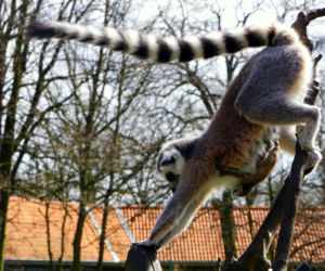 Sześć małych królów Julianów we wrocławskim zoo
