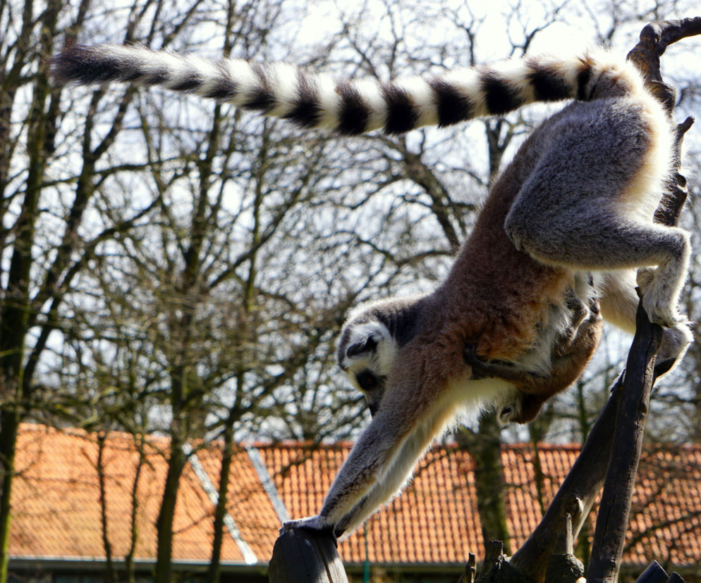 Sześć małych królów Julianów we wrocławskim zoo