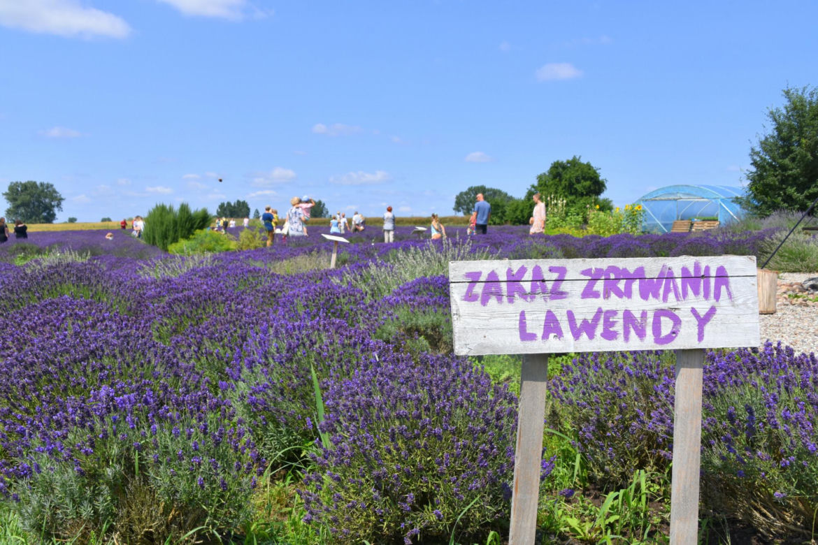 Malownicze pola lawendy o urzekającym zapachu. To nie Prowansja - takie miejsca znajdują się w Polsce
