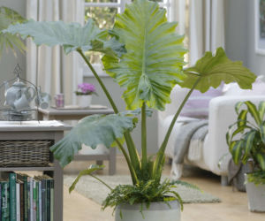 Te duże rośliny doniczkowe zrobią ci salon! Najpiękniejsze kwiaty doniczkowe XXL