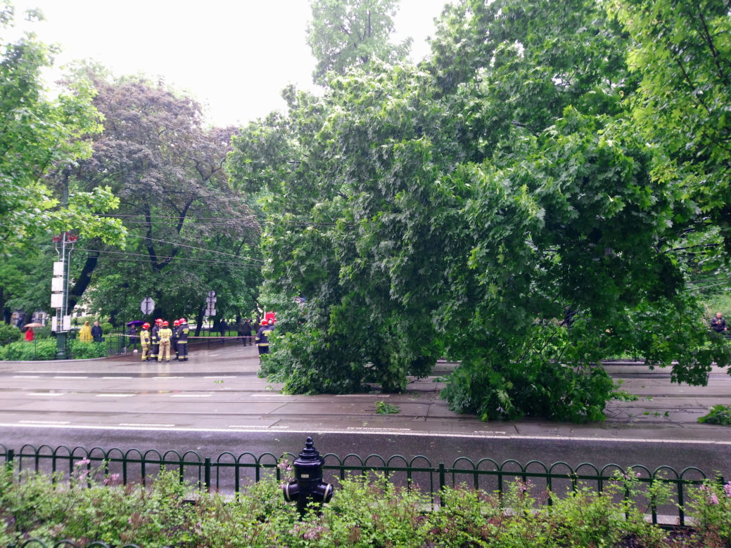 Kraków: O krok od tragedii na Basztowej. Potężne drzewo runęło na ulicę i torowisko