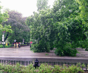 Kraków: O krok od tragedii na Basztowej. Potężne drzewo runęło na ulicę i torowisko