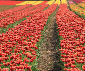 Tulipany na polach w Chrzypsku Wielkim