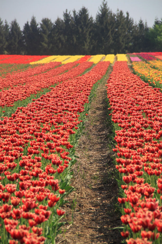 Tulipany na polach w Chrzypsku Wielkim