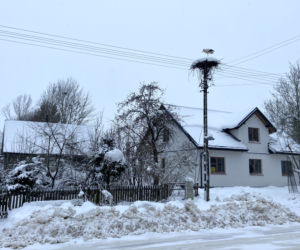 Bocian spędza zimę w Topolanach na Podlasiu
