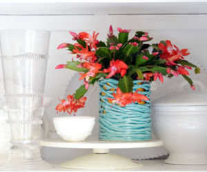Szlumbergera = Zygokaktus = Grudnik
