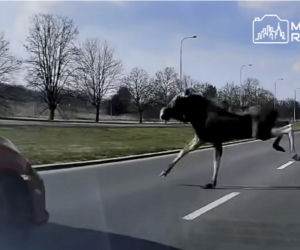 Łoś wybiegł prosto pod auto w Warszawie! Wypadek w Wilanowie