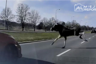 Łoś wybiegł prosto pod auto w Warszawie! Wypadek w Wilanowie