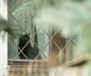 Koty Jarka nas terroryzują