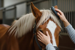 Marta Kaczyńska i Kasia Tusk. Czy wspólna pasja może przełamać polityczne podziały?