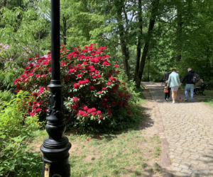 Daisy Days w Pszczynie przyciągnęły tłumy turystów