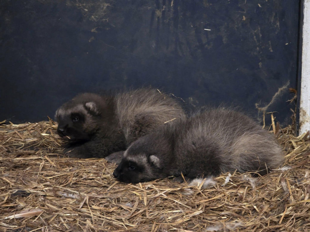 Słodkie maleństwa w Śląskim Ogrodzie Zoologicznym! Urocze rosomaki podbijają serca internautów