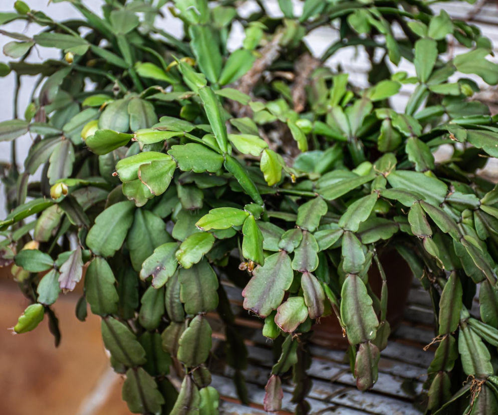 Grudnik - kwiat na Boże Narodzenie