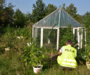 Policjanci zlikwidowali uprawę konopi w Sokołowie Małopolskim