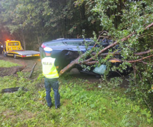 Toruń: Ford Mondeo wylądował na drzewie. Kierowca miał mnóstwo szczęścia